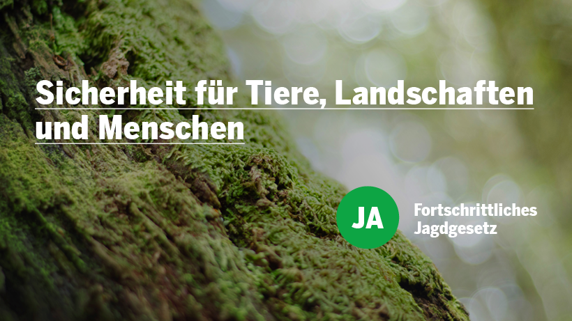 Neues Jagdgesetz schützt Tiere besser! Bei einem Nein zum Jagdgesetz kann der Bundesrat Luchs und Biber als jagdbar erklären. DAS DARF NICHT SEIN, darum JA zum Jagdgesetz
#jazumjagdgesetz <a href="/JagdgesetzJa/">Jagdgesetz Ja</a>
