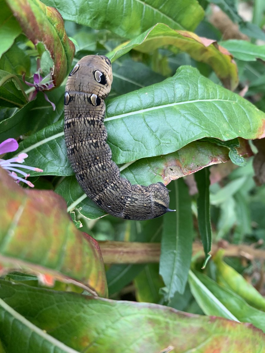 Found this not-so-little chap in my garden yesterday, take care when clearing areas..these caterpillars need those messy corners #elephanthawkmoth @Butterfly_bros
