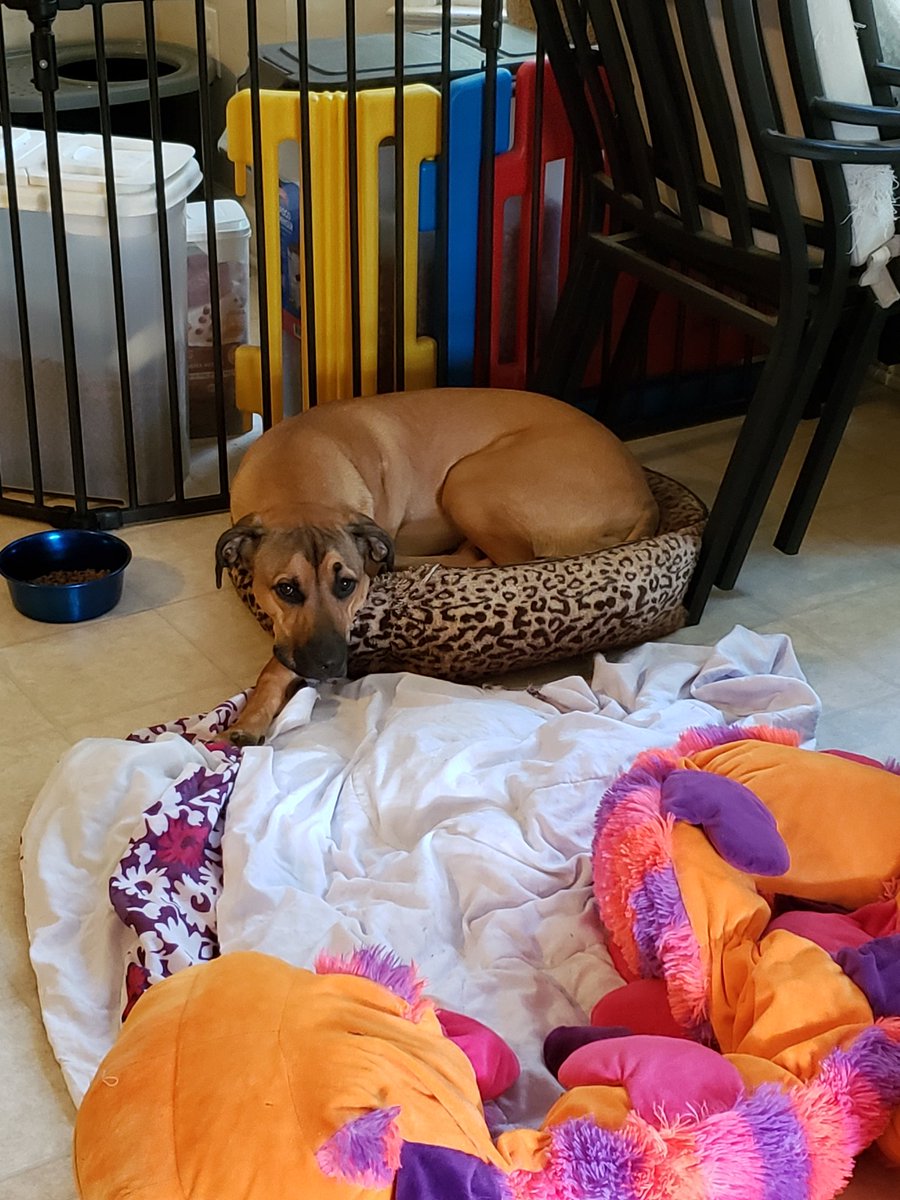 ThorgiPWCorgi's tweet photo. @dog_rates Holly will only use small beds and destroys all big beds. https://t.co/5J54NorxZ2