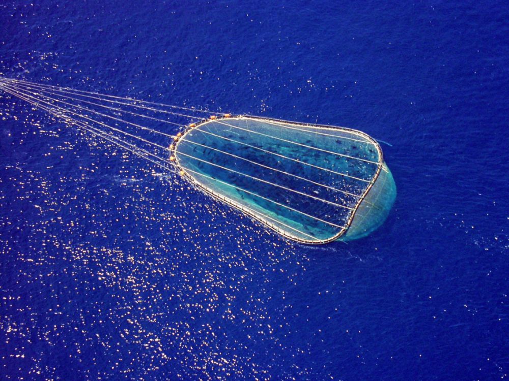 Ifremer_fr's tweet photo. L’Ifremer et ses partenaires des projets #FishNchip et #Popstar ont suivi des #ThonsRouges pour comprendre leur comportement migratoire et les conditions environnementales jalonnant leur périple. Découvrez leurs résultats épatants dans @Sciences_Avenir.
🔗 https://t.co/iL23AaJdT2 https://t.co/A4xE5DN4TB