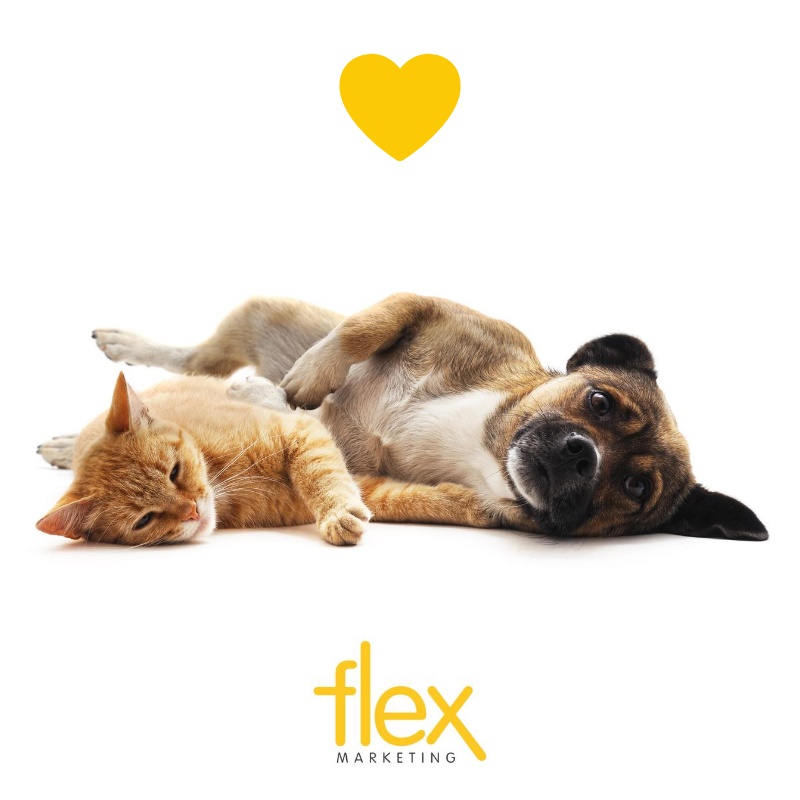flex_ltd's tweet image. Truth Bomb!! Your brand is not defined by its logo, imagery and colour scheme. A brand is the personality of a business and the feeling it leaves your customer with. (Baby animals just for the feels!! 💛) #brand #productmarketing #marketing #freelance flex-marketing.co.uk