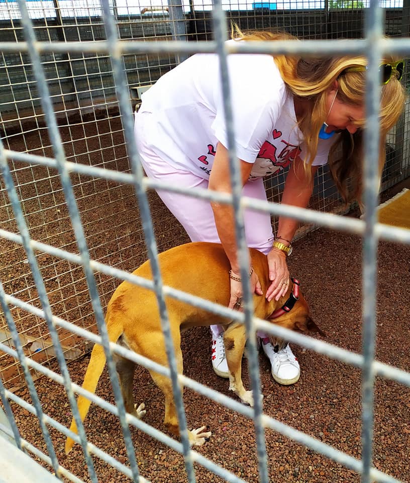 LaOrotava's tweet photo. Bienestar Animal lanzó una campaña para concienciar en el cuidado de las mascotas y evitar el abandono #LaOrotava https://t.co/v612Feamt9 https://t.co/g6Jm3lKXMl