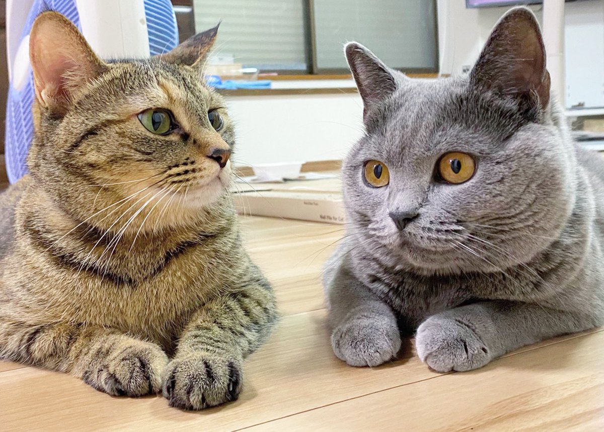 Chika081I's tweet photo. にゃる♀       ♡       もぐ♀
#キジトラ　#シャルトリュー
#猫 #ネコ　#cat #多頭飼い https://t.co/lapAhAoaiP