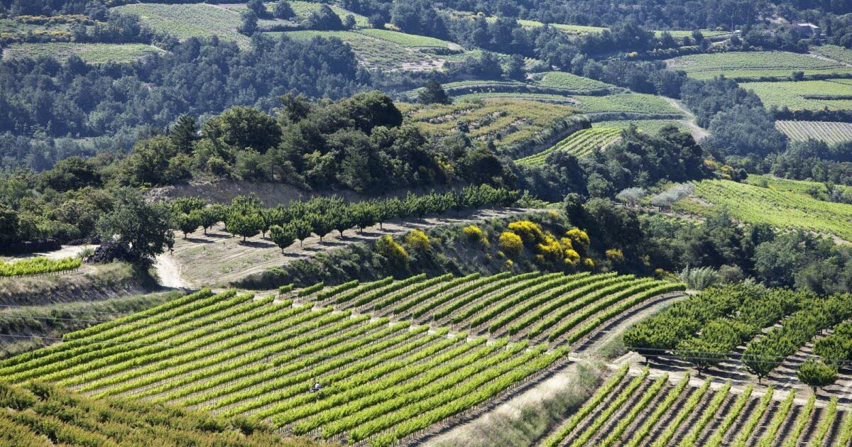 vinetsociete's tweet photo. Les côtes-du-rhône est l’une des 31 AOC de la vallée du Rhône. Elle produit plus de la moitié du #vin du deuxième #vignoble français. Et il y en a pour tous les goûts ! 🍷👉 https://t.co/RmBIpqtgFj #JeudiPhoto @ledauphine @Vinsrhone https://t.co/0BN2QyHwNI