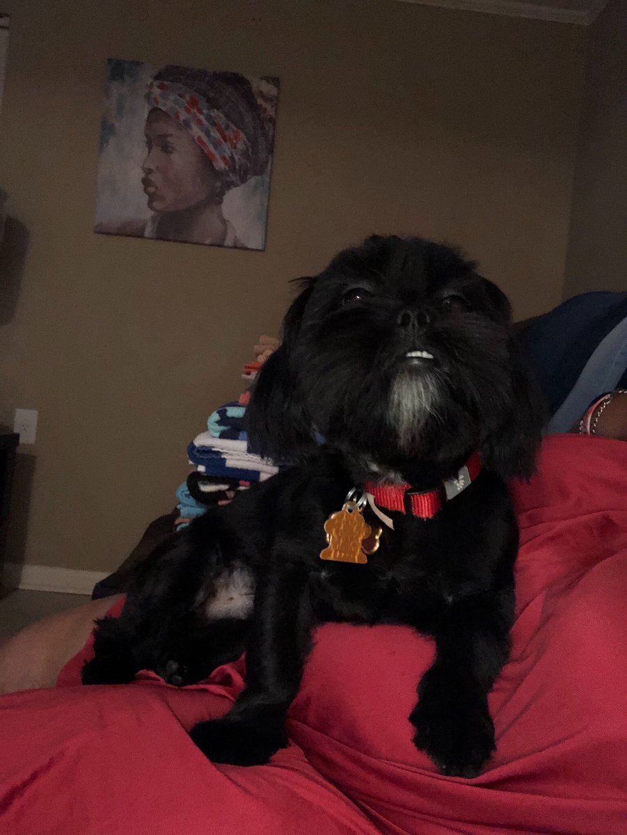 iAm_DaInfluence's tweet photo. #NationalDogDay https://t.co/Ymcb3qPO5E