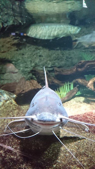 サンシャイン水族館のtwitterイラスト検索結果 古い順