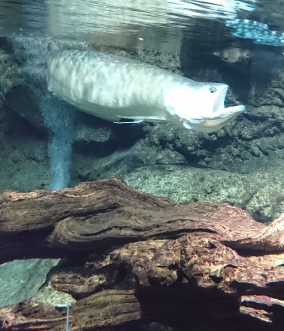 サンシャイン水族館のtwitterイラスト検索結果 古い順