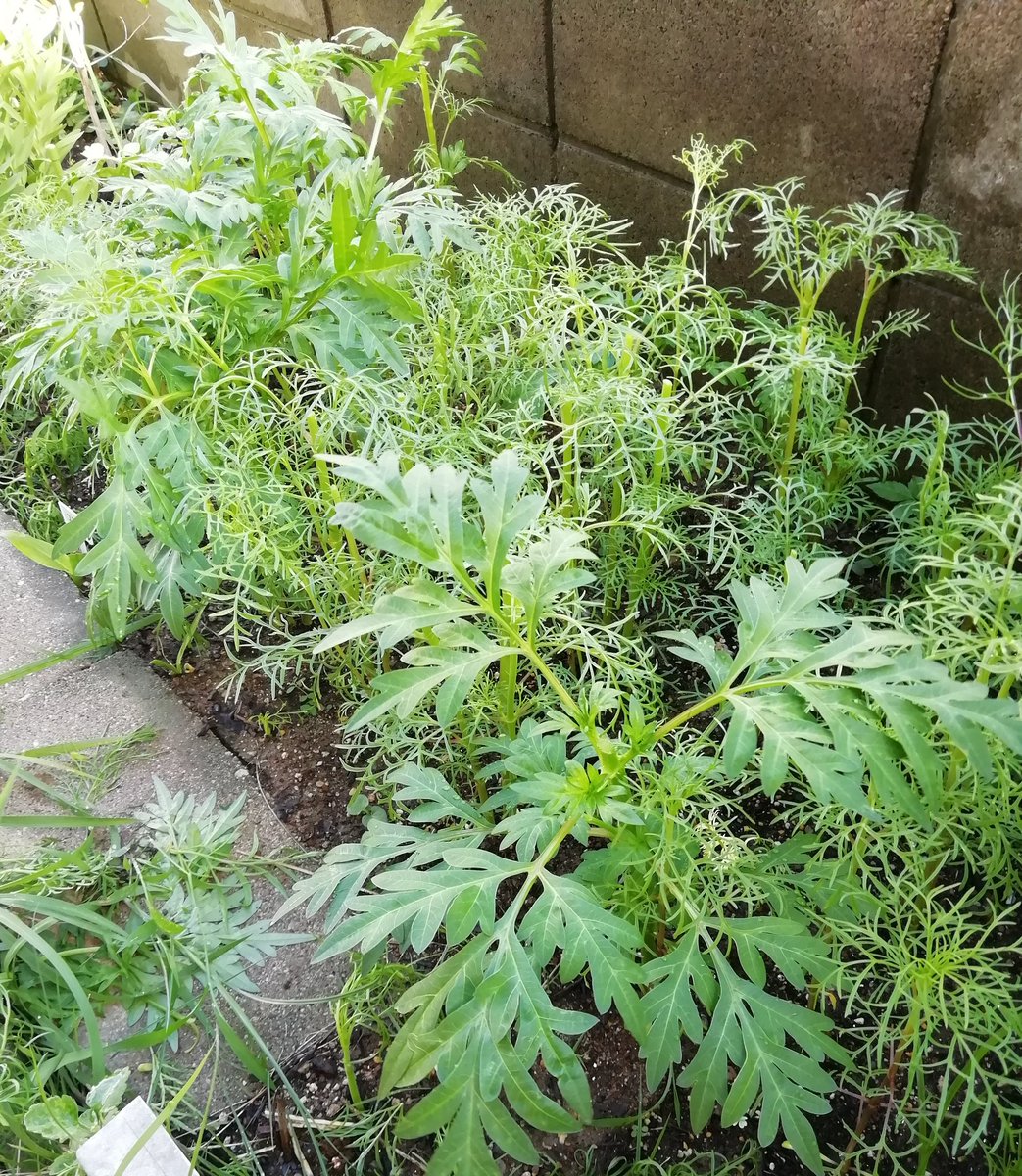 Yun3504 久しぶりのまとまった雨 ７月の終わりに種をまいたコスモスの摘心をしました ビックリするぐらいの早さで繁ってきています 切り取った先端部はさし穂として適当に空いたところへブスッと ガーデニング コスモス