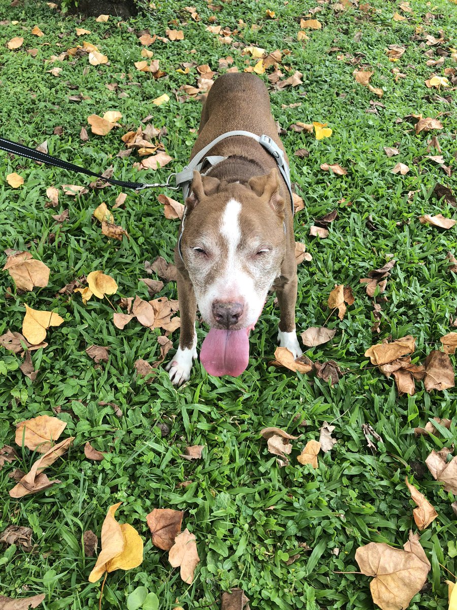 ayejay09's tweet photo. @dog_feelings @dog_rates https://t.co/VOZIZDDXXh
