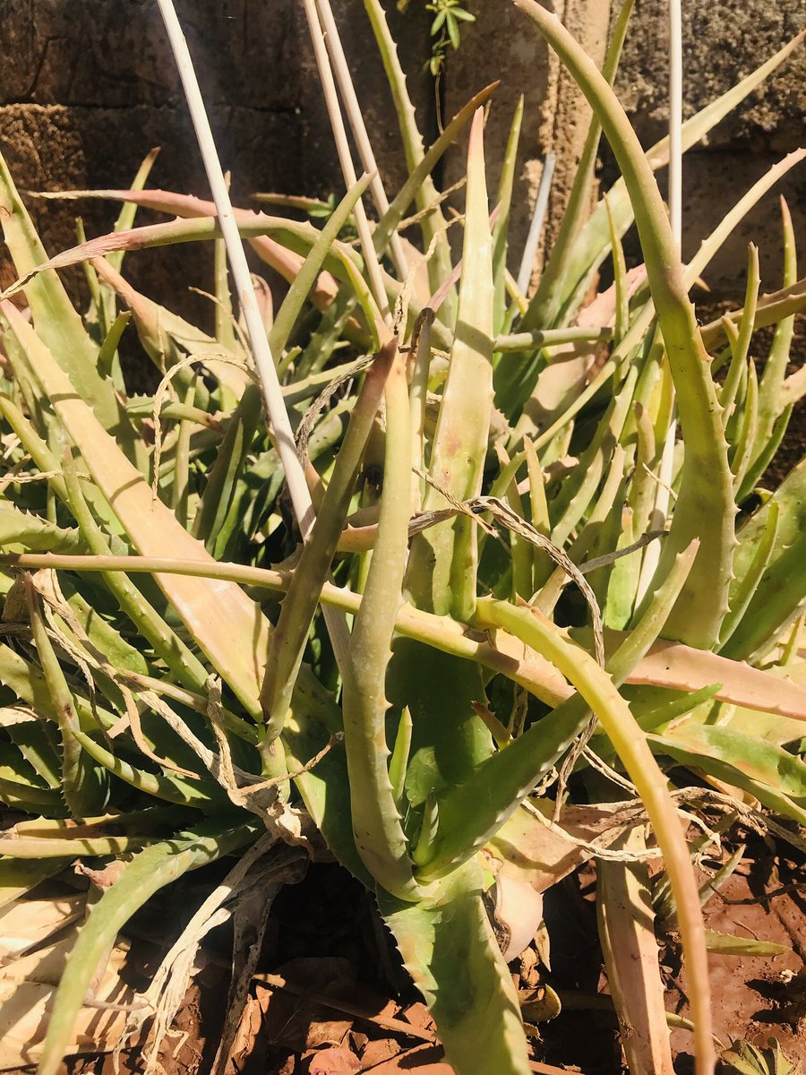 Did you know that aloe Vera plant purifies air of formaldehyde and benzene-2 chemicals found in cleaning products? It’s packed with natural vitamins and has anti bacterial properties. #BiodiversityWoW #Youth4Biodiversity #airquality