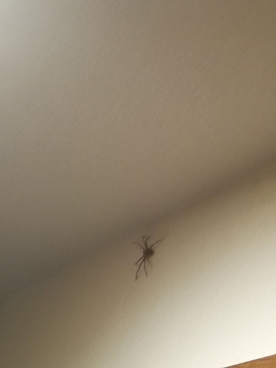 ねこずき 家にクソでかいクモいるという田舎あるある