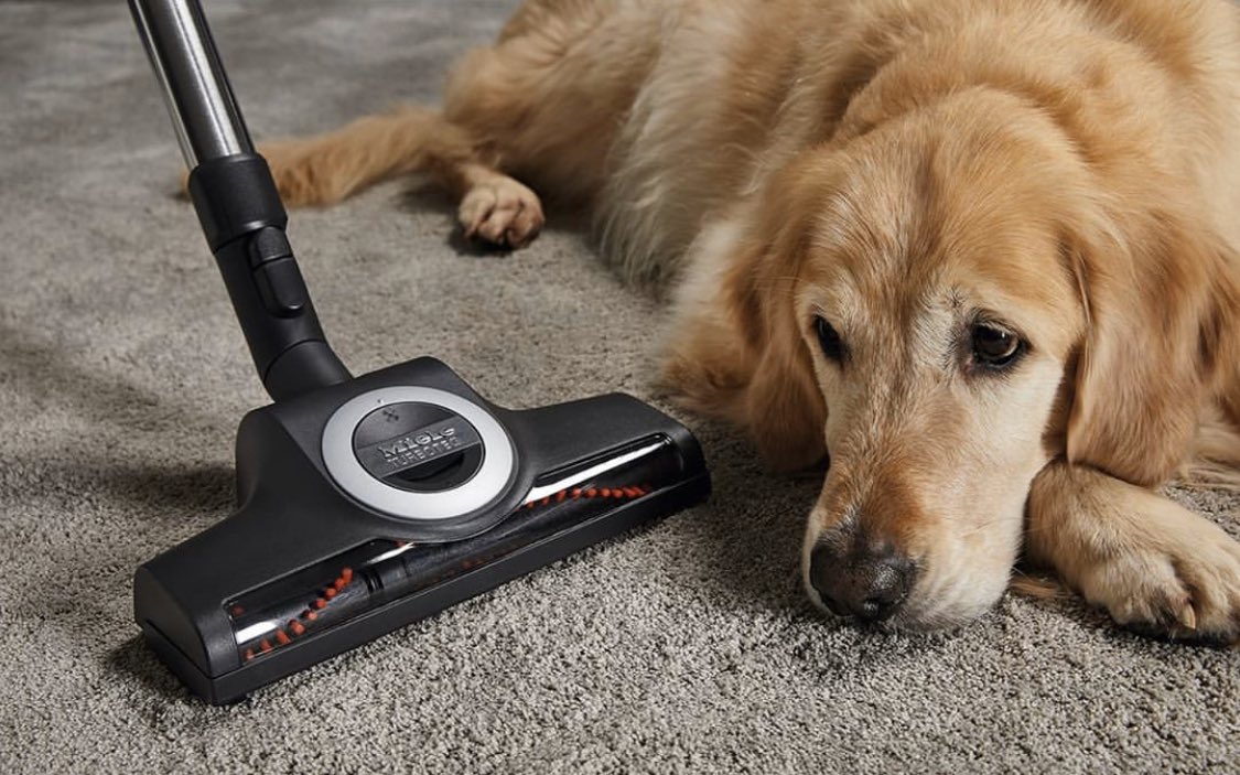 اليوم هو اليوم العالمي للكلاب ونحتفل به على طريقتنا الخاصة مع المكنسة الهوائية Blizzard CX1 Cat&amp;Dog PowerLine  من ميلي. تتمتع هذه المكنسة بأداء عالٍ وتنقي الهواء في المنزل وتأتي بقطعة TurboBrush للتخلص من وبر الحيوانات الأليفة في البيت وعلى السجاد.