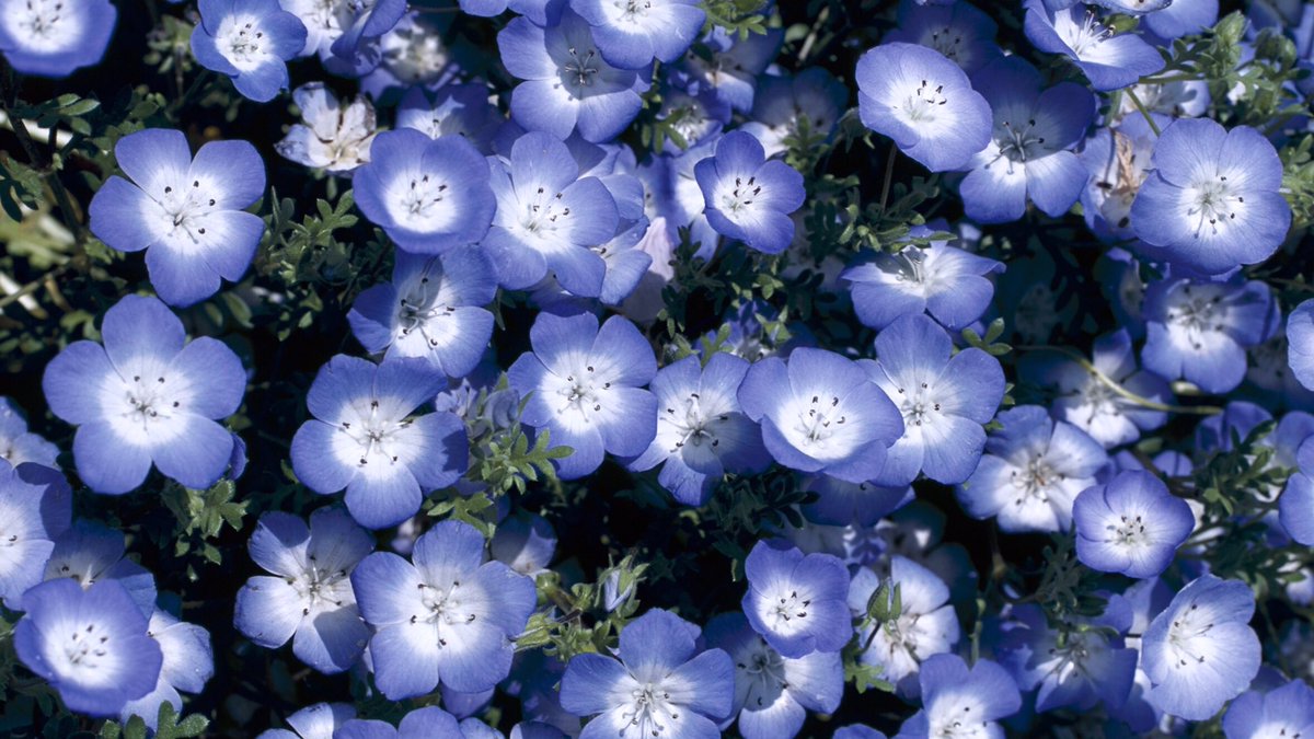 タキイ種苗公式アカウント ネモフィラ インシグニス ブルー 9月にタネをまくと 来年の4 5月に開花します タネの用意をしておきましょう 澄みきったブルーで 花径約2cmの小花を多数咲かせます タキイ タネのタキイ 青い花 インシグニス