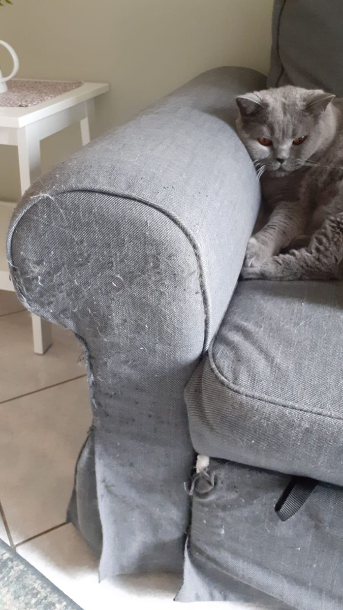 cat shredded couch