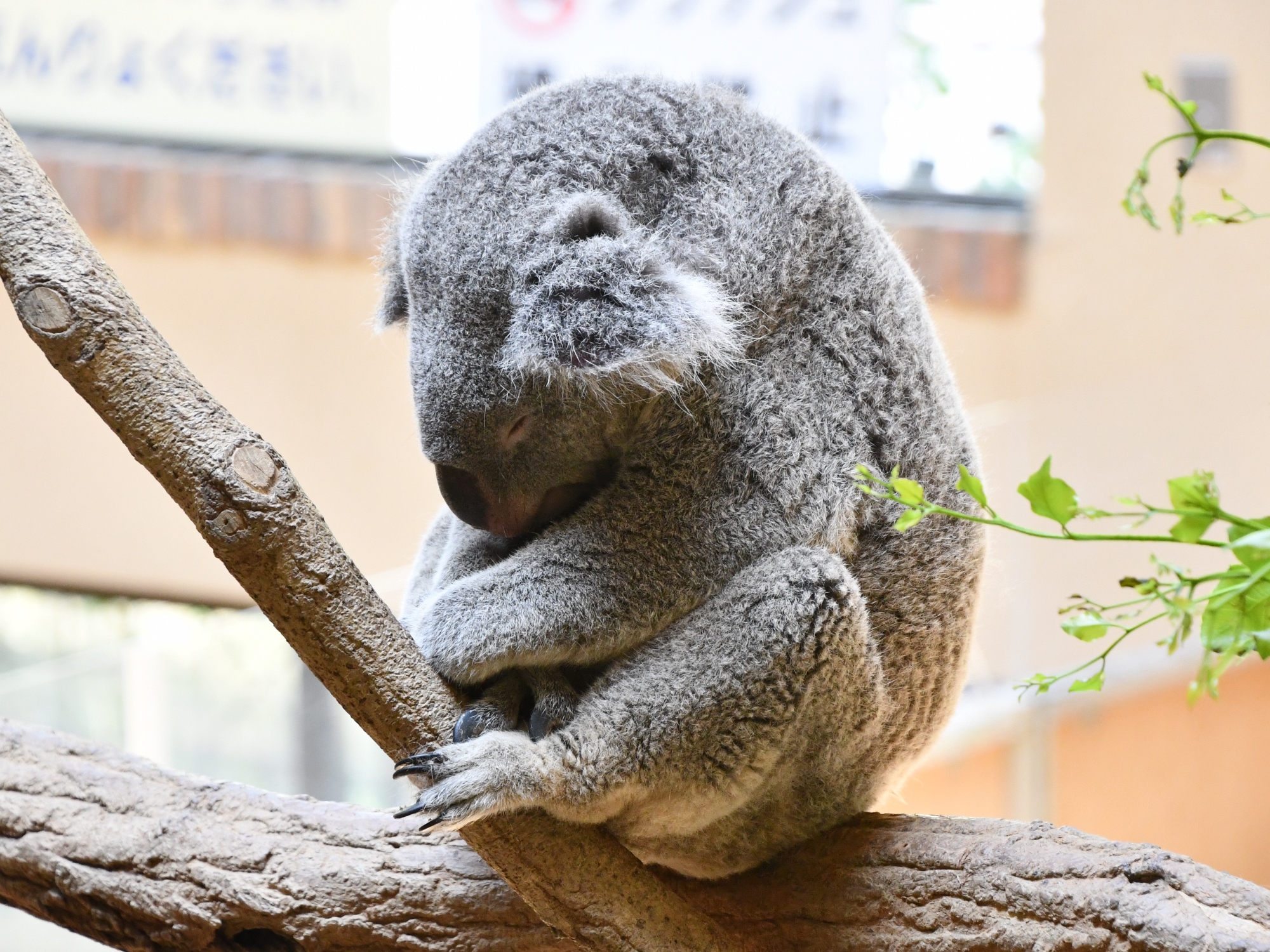 Twitter 上的 神戸市立王子動物園 公式 ユーカリ交換後のコアラ舎に行ってきました 早々に食べて丸くなって眠るピーター 1枚目 こちらも食べ終わって 木にしがみついて寝るハナちゃん 2枚目 まだまだ食べている途中のウミとエマちゃん 3枚目 神戸市