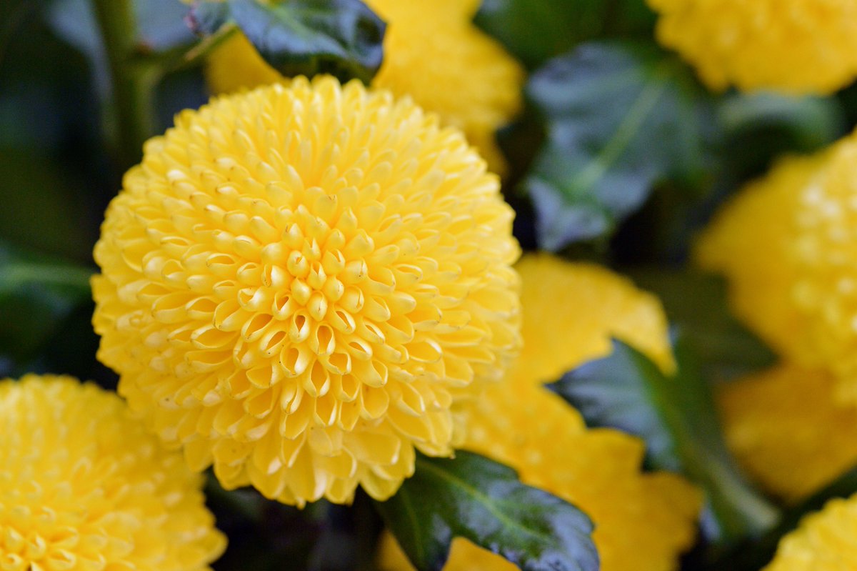 いわい生花 ピンポンマムは ころんとした丸い形が可愛いですね お盆やお彼岸 お月見の頃に良く使われます 黄色のほか白 赤 ピンク オレンジ 緑 褐色もあります ピンポンマム いわい生花