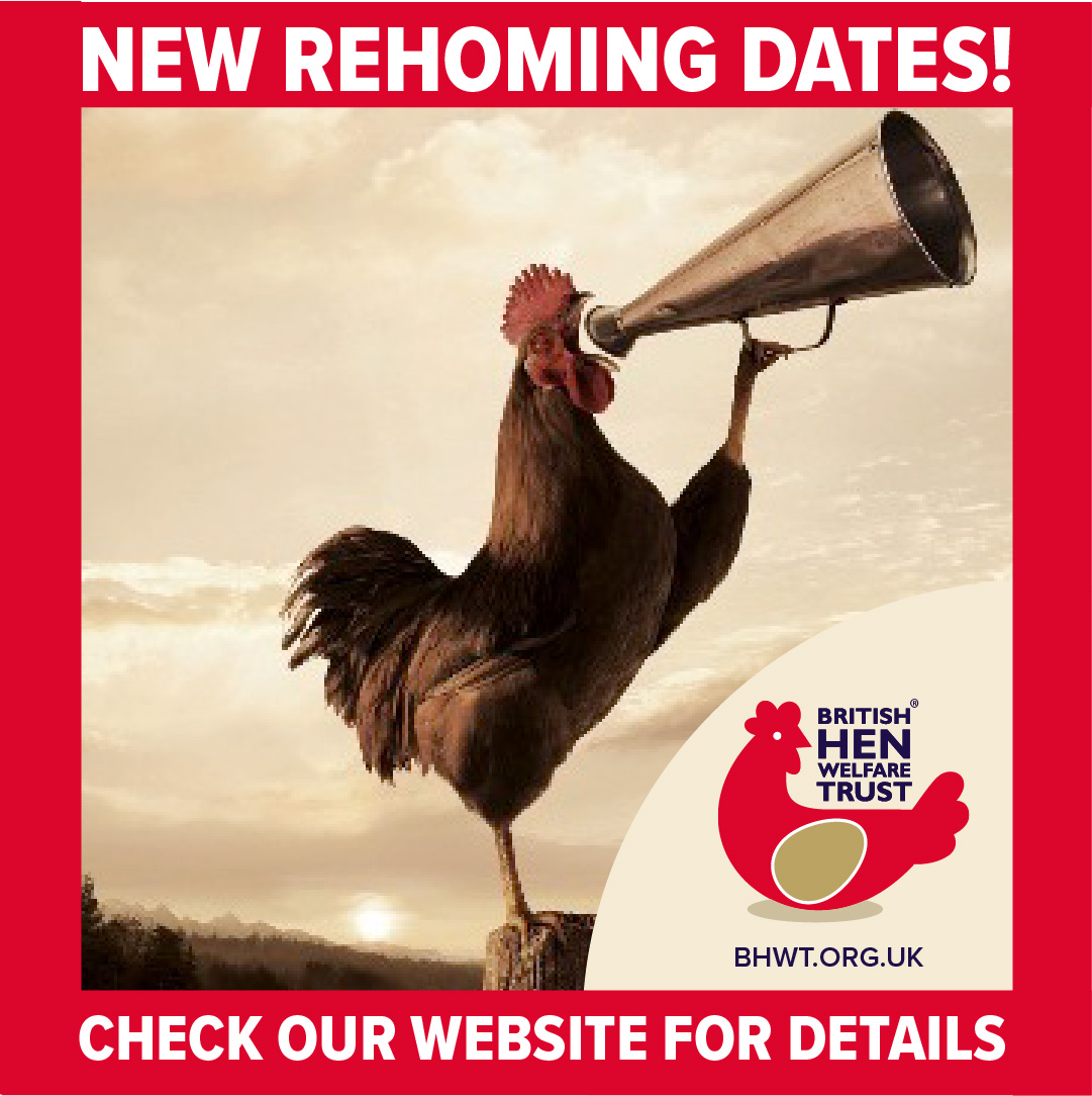 BHWTOfficial's tweet photo. HEADS UP! More rehoming dates and locations just announced, and many more being added daily. All these lovely hens need loving homes. Please check our web page for details: https://t.co/N8HxOgbW4e https://t.co/tSHN0yu0Ex