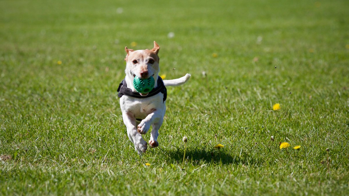 Luckily for Dubliners, our city is full of brilliant places to walk your dog! 🐶🥎

Take a look at our list:
1. Phoenix Park
2. Memorial Gardens
3. Marlay Park
4. St. Anne’s Park, 
5. Corkagh Park Dog Park

#PetsInTheCity #DublinPets #DogParks #Walkies #StaySafe