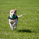 Photo by Pets in the City (@DublinPets)