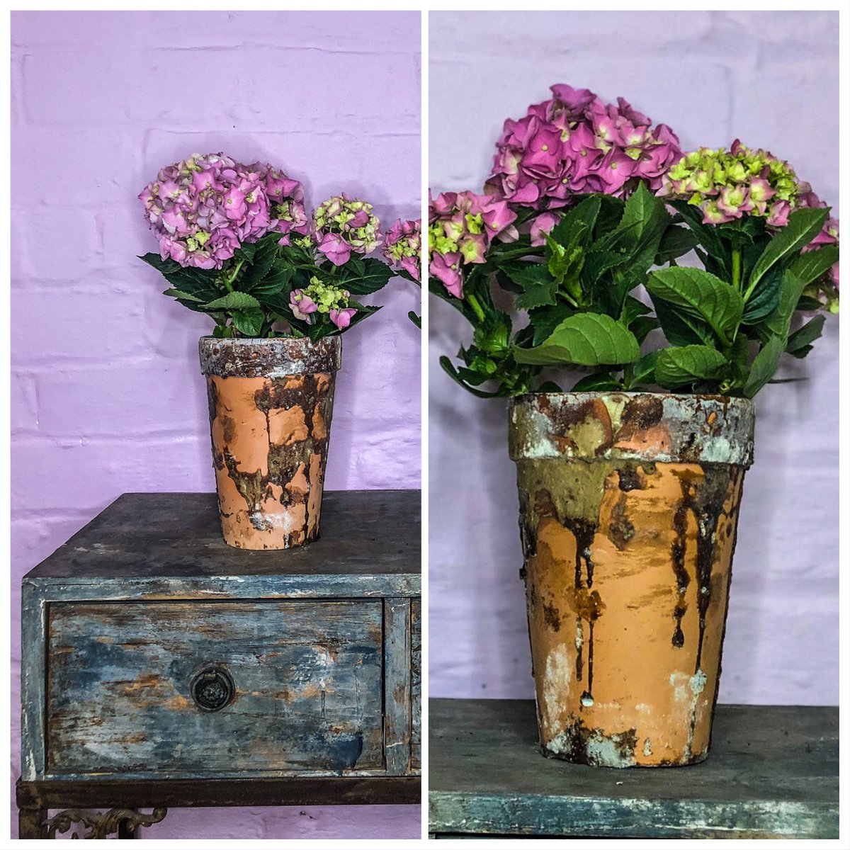 Our new rustic terracotta pots set off these miniature Hydrangeas beautifully 

#plantbased #plants #flowers🌸#flowers_super_pics #flowersmakemehappy #prettyflowers #flowerpower🌸 #houseplantcommunity #sendflowers #hydrengeas #hydrengealove #terracottapots
#prestwich #manchester