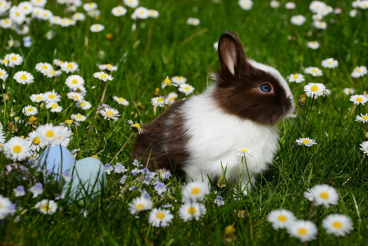 Rabbits are unique and rewarding pets which are becoming more and more popular in recent years! They can easily become part of the family! 🐰❤️

Check out our Facebook page for some more info on rabbits and other pets!

#PetsInTheCity #DublinPets #Rabbits #RabbitCare #StaySafe