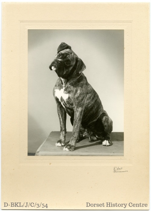 DorsetArchives's tweet photo. D'oh, we missed #InternationalDogDay! 🤦‍♀️ Here are some of our favourite #ArchiveDogs to make up for it... 🐕

#ArchiveDogs https://t.co/C3Kwp0bTNB