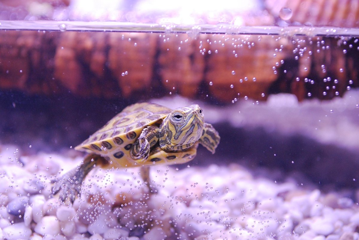 Turtles may not be cuddly, but they are very cute and generally easy to care for if you’re well prepared and do your research! ❤️🐢

Find out more information on turtles on our Facebook page!

#PetsInTheCity #DublinPets #Turtles #ReptileCare #StaySafe