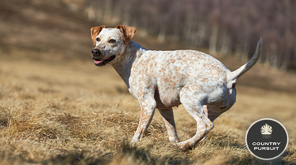 CPPetfood's tweet photo. What a great snapshot! We looove running, the bigger the field the better!! π
We hope you all have a great start to the week! πΆ
#FriendsofCP #countrypursuit #doggo #dogsoftwitter #photooftheday #running #TuesdayMotivation #TongueOutTuesday #TuesdayThoughts https://t.co/vuLz2geNK2