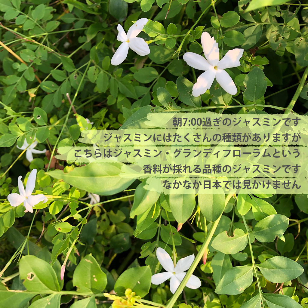 有限会社luz ルズ J Scentを創る日本の香水メーカー 朝7 00過ぎのジャスミンです ジャスミンにはたくさんの 種類がありますが 知っているものはありましたか ジャスミングランディフローラム ハゴロモジャスミン スタージャスミン ジャスミンサン