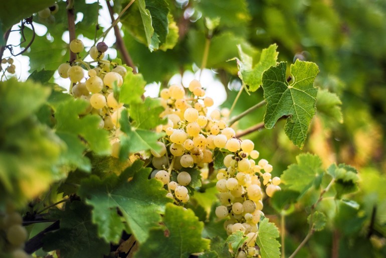 ConsorzioCDM's tweet photo. Siamo pronti! Le nostre uve bianche stanno per essere raccolte per diventare grandi vini #casteldelmontedoc!
#vendemmia #puglia #bombinobianco #chardonnay #moscato #casteldelmonte https://t.co/UcpBuSzJay
