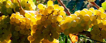 YStreiff's tweet photo. Je me souviens de la rose d'un chenin. #jemesouviens #185. https://t.co/l8cESuYUN6