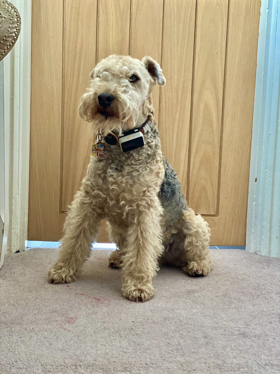 bertie_lakeland's tweet photo. Good morning everyone happy Thursday ....... today I am guarding the bathroom 💖 https://t.co/MXs1NdbFdZ