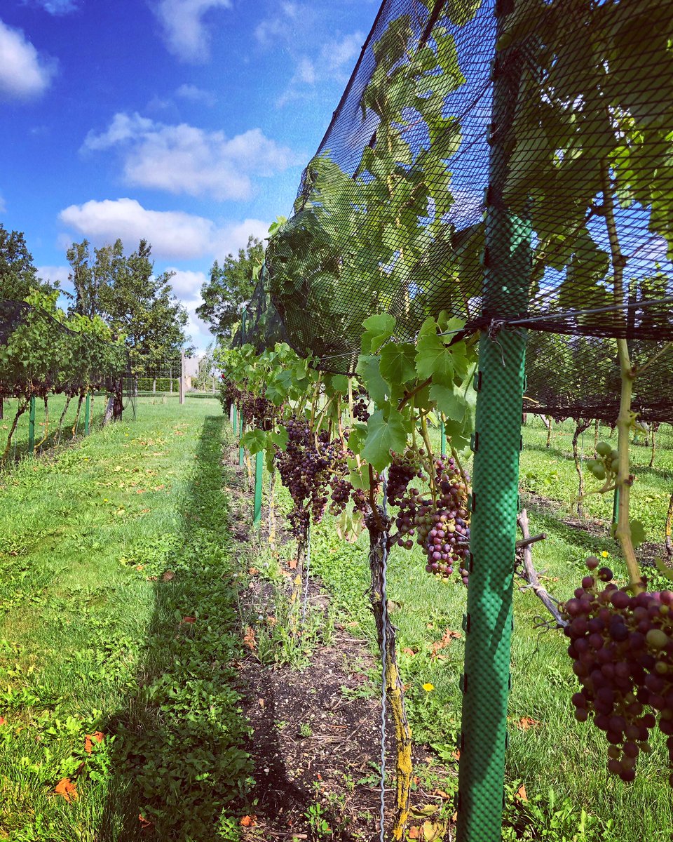 The nets are going down, to stop the birds feasting on the grapes #englishvineyard #cotswolds #englishwine #vineyardhobbits