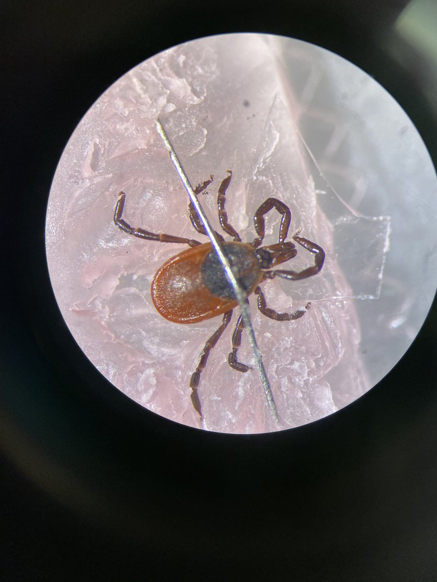 nicofaraone's tweet photo. Can we measure how ticks sense volatiles? Yes, we can! Electrophysiology is the right technique to measure the ability of ticks to sense volatile compounds! #chemicalecology #tickresearch @AcadiaU @AcadiaChemistry @HillierLab @KirkHillier @HogenbomJenny @laura_pickett7 @vinc726 https://t.co/1vBr8QLVfq