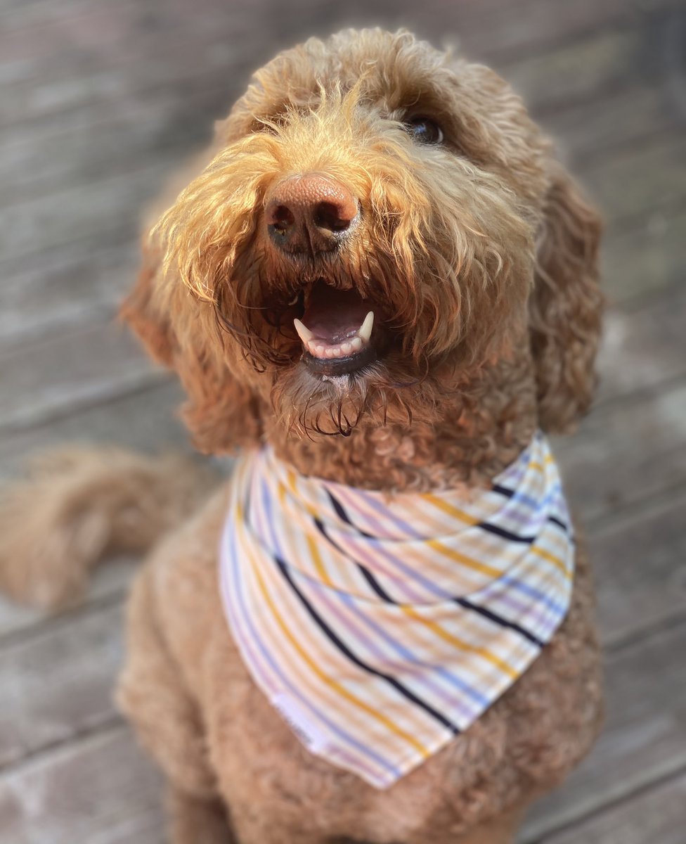 Barbara Vokatis tweet media