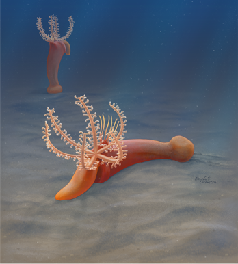Karma Nanglu (@knanglu) on Twitter photo Meet the newest animal from the Burgess Shale, Gyaltsenglossus senis, just published in <a href="/CurrentBiology/">Current Biology</a>, as part of my <a href="/NMNH/">Smithsonian NMNH</a> postdoc. This half-a-billion year old fossil is a hemichordate, a group comprised of the enteropneusts and pterobranchs. tinyurl.com/y3yawyje Meet the newest animal from the Burgess Shale, Gyaltsenglossus senis, just published in <a href="/CurrentBiology/">Current Biology</a>, as part of my <a href="/NMNH/">Smithsonian NMNH</a> postdoc. This half-a-billion year old fossil is a hemichordate, a group comprised of the enteropneusts and pterobranchs. tinyurl.com/y3yawyje