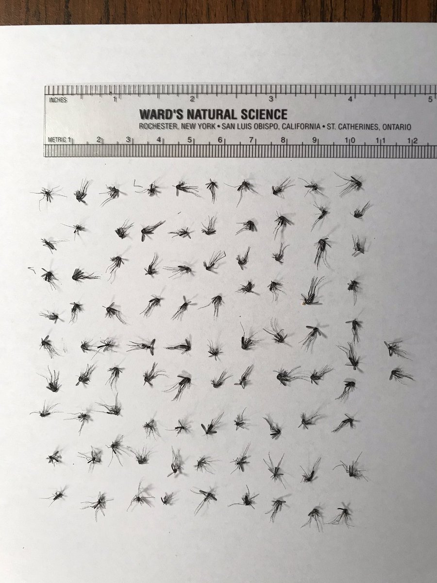Kale, zucchini, and  mosquitoes oh my!  Rainwater in a forgotten bucket in my garden was full of mosquito larvae and pupae.  From a sample of that water transferred to a mosquito breeder, 102 adults emerged. 10 of 10 examined were daytime biting Asian  tigers. What is the lesson?
