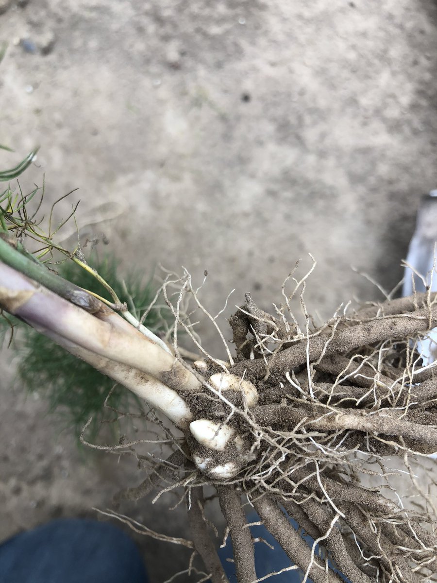 Asperge opkweek. Op dit perceel komt 9e stengel nu vlot door. Mooi te zien dat gewas steeds hoger word.  2e foto is van de kop van de plant. Daar komen nu sterke ogen op die in 2021 uit gaan lopen.