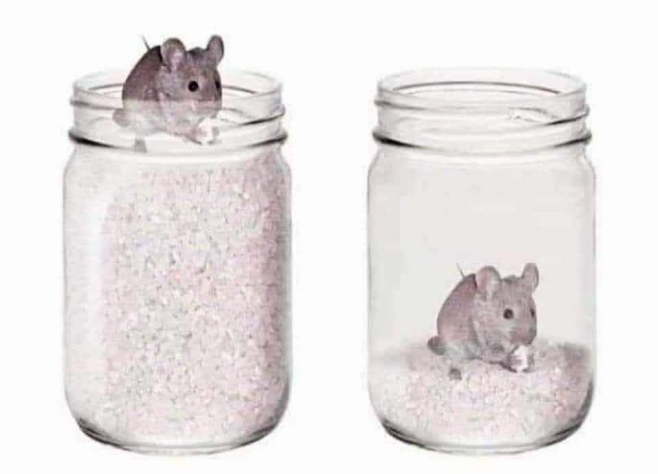 A must read story.1.A mouse was put at the top of a jar filled with grains. He was too happy to find so much of food around him. Now he doesn't need to run around searching for food and can happily lead his life.