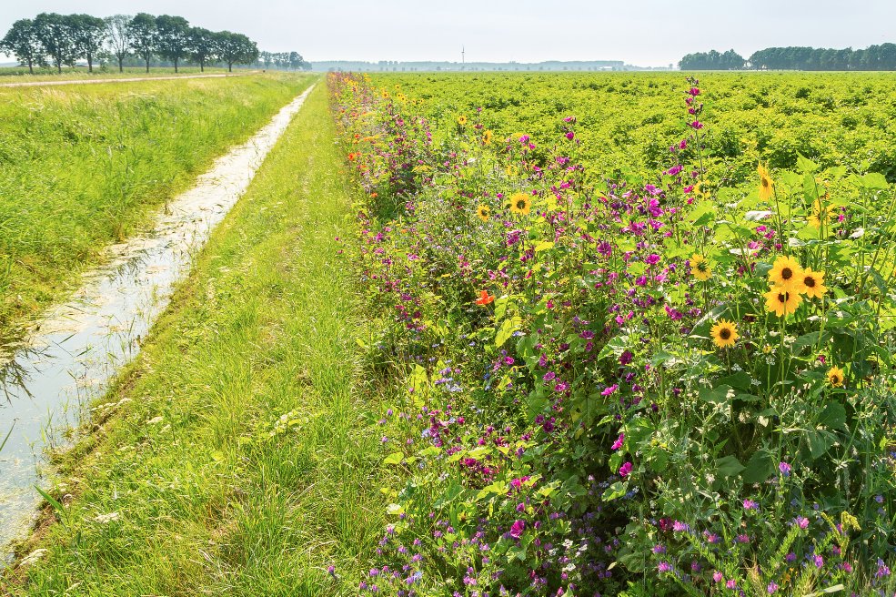 De akkerranden in en rond Lelystad staan vol in bloei!
Mooie bloemen en planten kleuren het landschap. Goed voor insecten en vogels en prachtig om te zien. #goedboeren #Lelystad