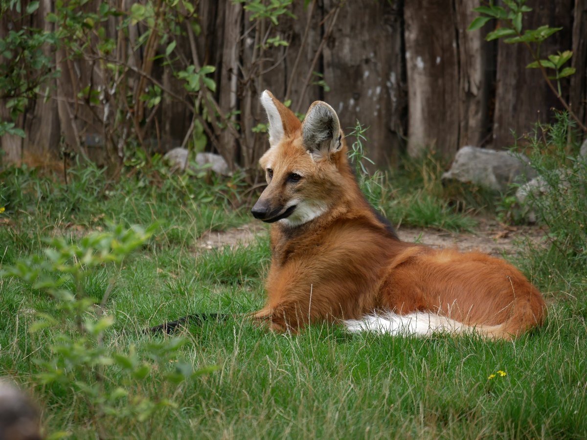 Yυмιкεмbεr 🦊📶 tweet media