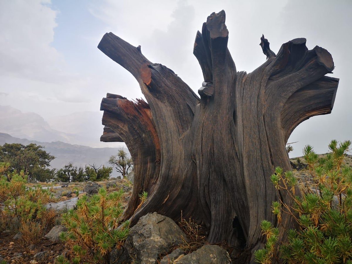 الفنان يراها لوحة فنية والبيئي يراها كارثة بيئية فأي نظرة أنت تنظر ؟؟؟😔😔