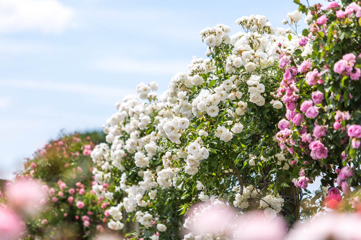 #Rosa Iceberg is a floriferous repeat-flowering climbing rose, it produces large clusters of medium-sized, lightly double, white #flowers. 

This rose is perfect for climbing up a #garden arch, pergola or to cover a house wall.