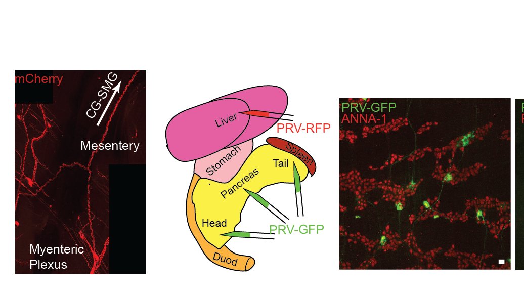 Intrinsic Cart+ neurons project processes to the gut-sympathetic ganglia (hence, viscerofugal), and are poly-synaptically connected to the liver and pancreas. Of note, it was previously known that mice devoid of microbiota show reduction in blood glucose levels. 12/n