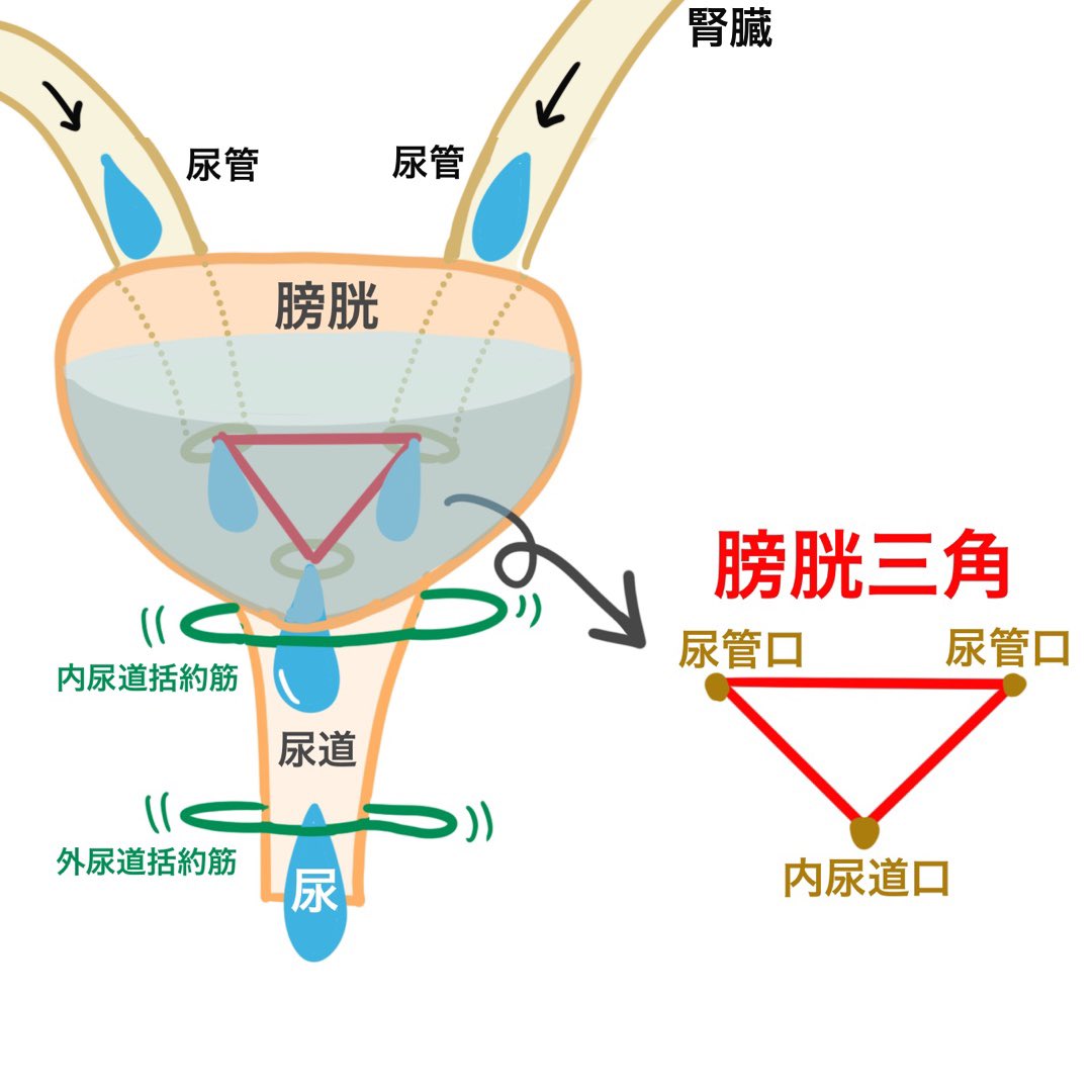 ゴロ 解剖生理イラスト イラストで分かる 膀胱三角