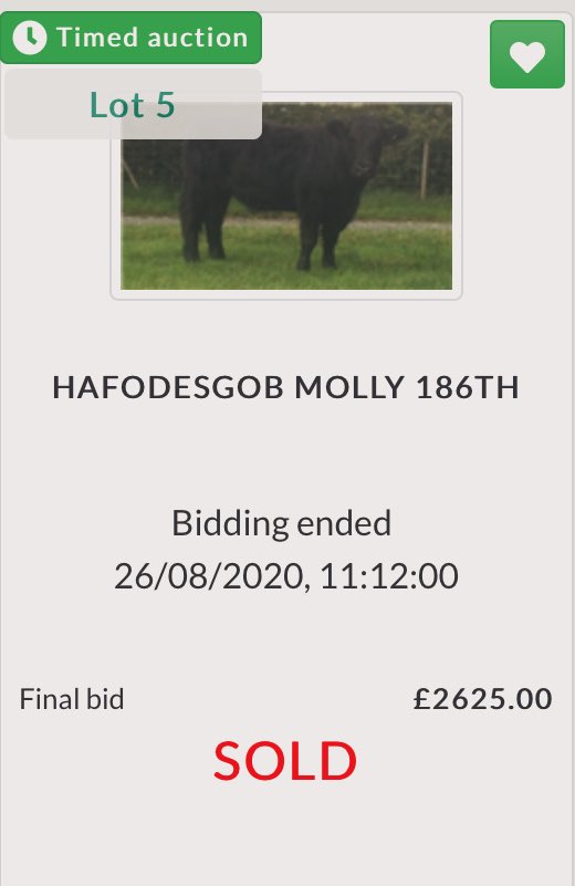 Gwartheg Duon Cymreig | Welsh Black Cattle tweet media