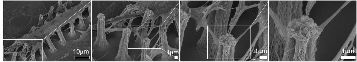 8/10: The nanostructures offered by 3D #carbonnanotubes micropillars templates allow chondrocytes to anchor at cellular structure level, while mechanical flexibility of the #carbonnanotubes micropillars mimics the cartilage’s natural ECM Young’s modulus. #eFuture2020