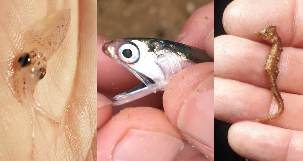 A tiny squid, a small anchovy and this seahorse! These were amongst the usual juvenile bass and herring during one weeks survey in the river Medway. The Environment agency run surveys to look at numbers of small fish as well as any new or invasive species. #survey #fishlocalGB