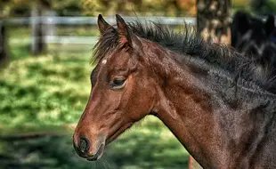 Oreilles coupées, flancs lacérés... des chevaux, poneys et ânes sont mutilés ou tués partout en France. 

Soyez attentifs aux individus et véhicules au comportement suspect. Vos signalements [📞17] pourraient être déterminants pour confondre les auteurs de ces actes barbares.