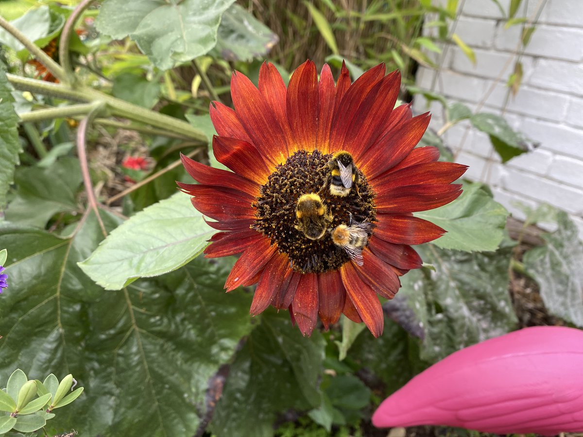 In conclusion, I'm sorry for my rash overreaction, but I stand by my opinion that the opinion piece shouldn't have been published. Here are some happy bees on a sunflower. Over and out.11/
